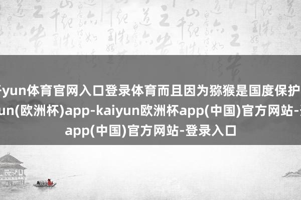 开yun体育官网入口登录体育而且因为猕猴是国度保护动物-kaiyun(欧洲杯)app-kaiyun欧洲杯app(中国)官方网站-登录入口